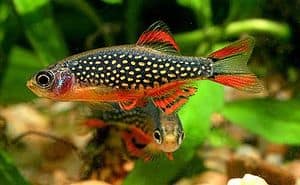 Pearl Danio