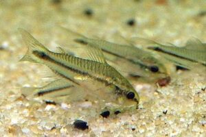 Pygmy Corydoras