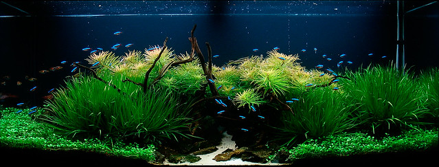 Best Carpeting plants for aquascaping