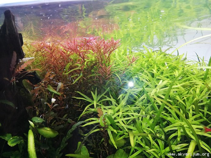 Why is Rotala Vietnam H'ra Turning Pink but Not Red