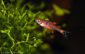 Chili Rasbora