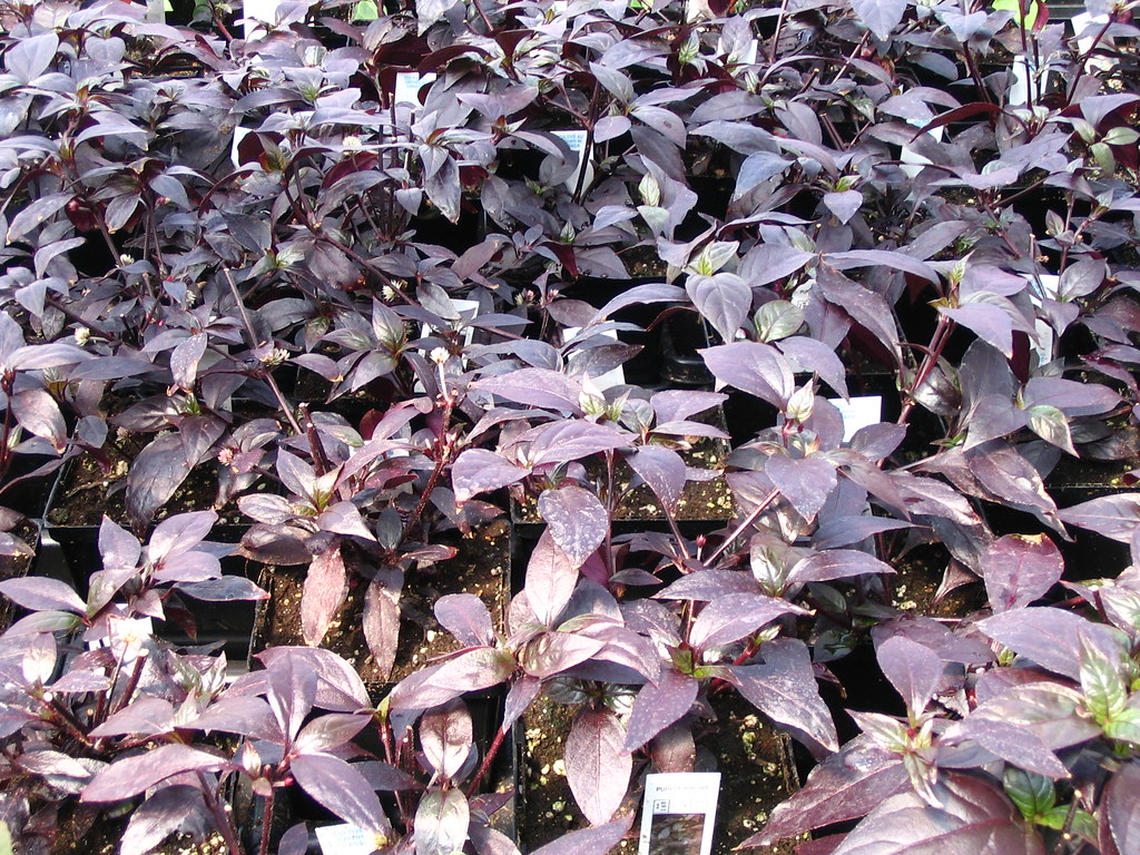 Alternanthera Reineckii Mini