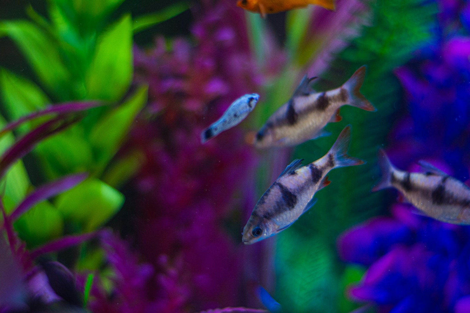 Is Aquascaping Safe for Fish?