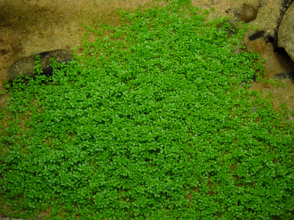 Dwarf Baby Tears vs. Monte Carlo vs. Dwarf Hairgrass