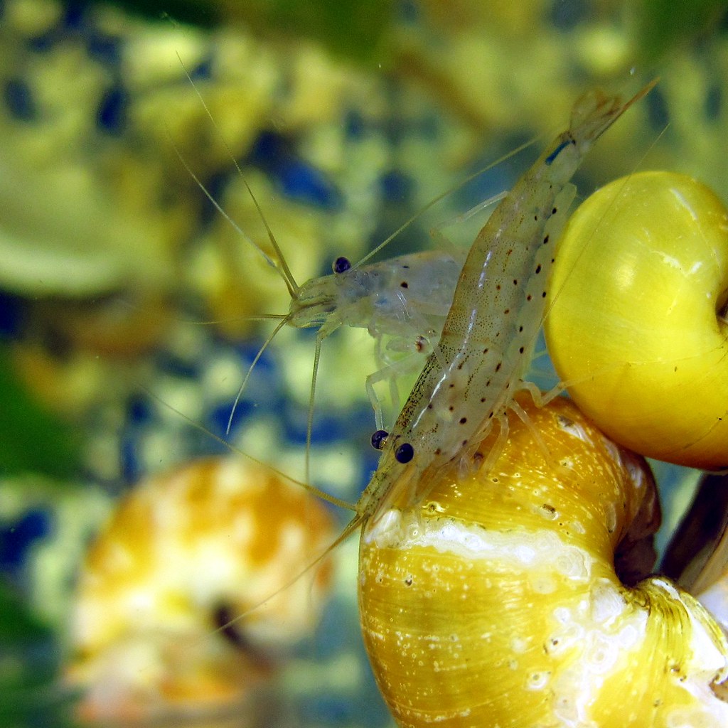 Do Ghost Shrimps eat Algae