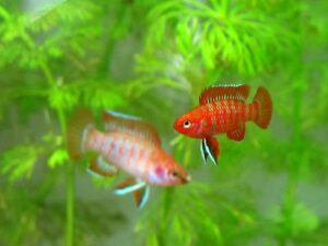 Scarlet Badis