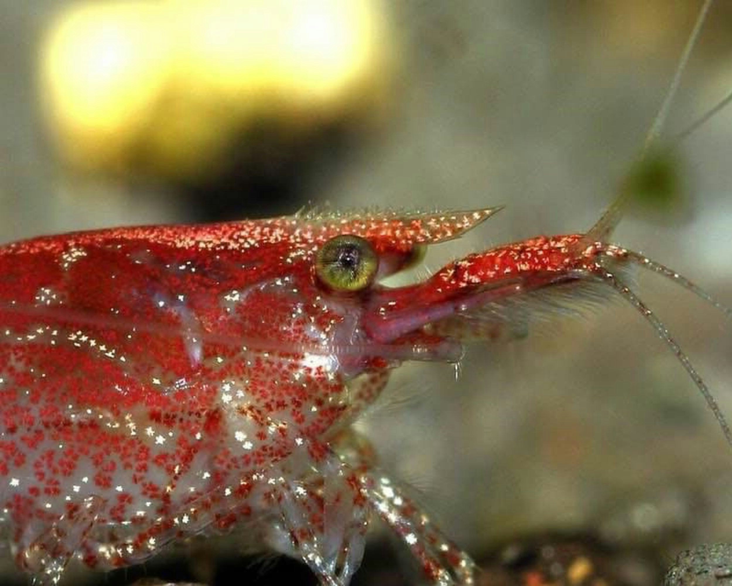 a close up of a red and white fish