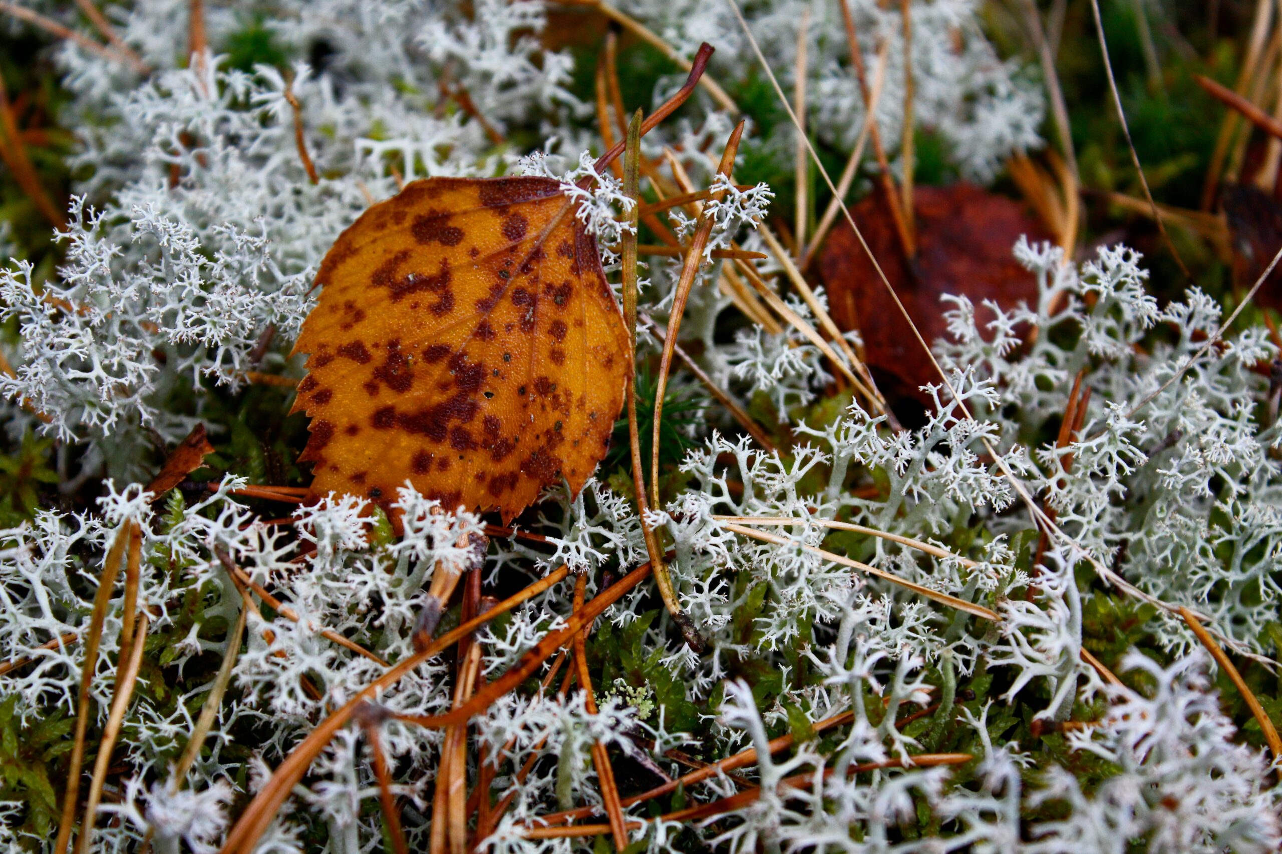 brown dried leaf on brown grass