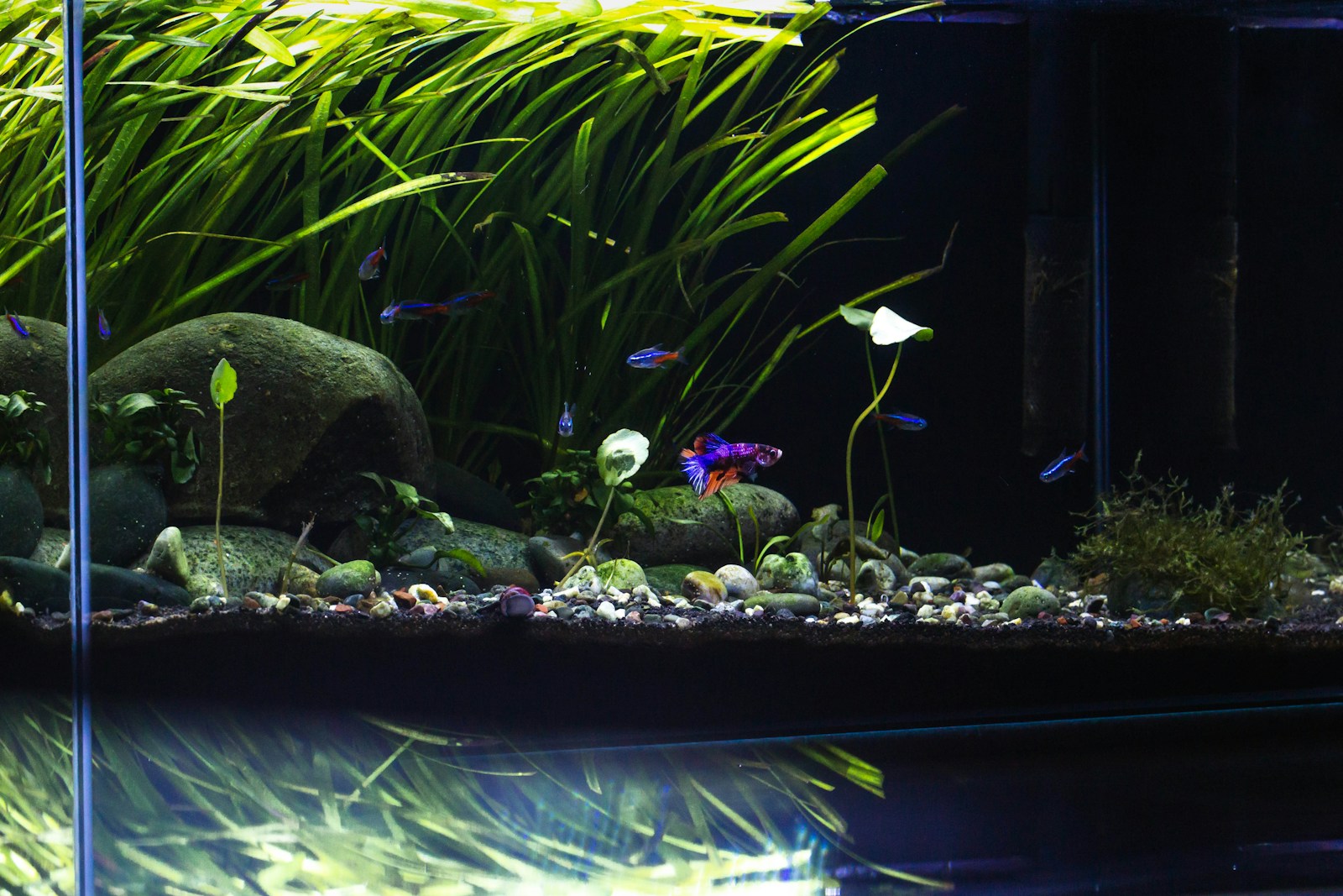 10 Fastest Growing Aquarium Plants In Aquascaping