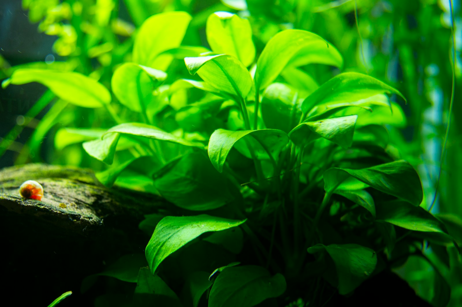 Best Midground Plant for Aquascape