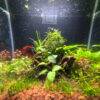 Miniature Rock Garden Betta Tank - Image 3