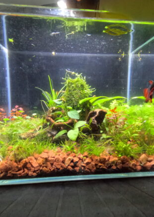 Miniature Rock Garden Betta Tank